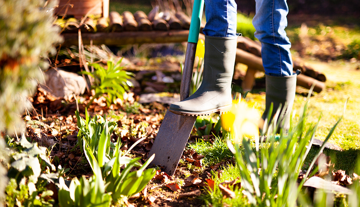 Shovel being dug into a flowerbed.