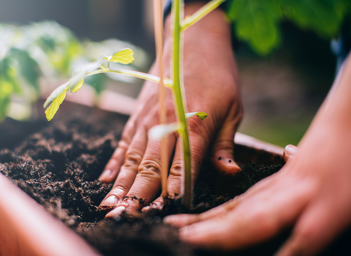 Hands planting a tomato plant in a planter